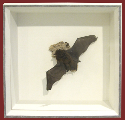 Tiefer Objektrahmen mit Fledermaus