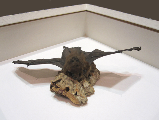Tiefer Objektrahmen mit Fledermaus – Ausschnitt