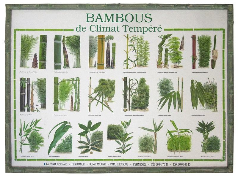 Asien - Bambusrahmen