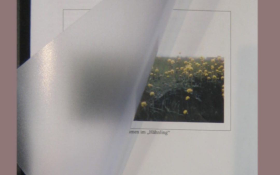 Diplomarbeit – Softcover mit Folie